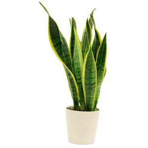 Sansevieria