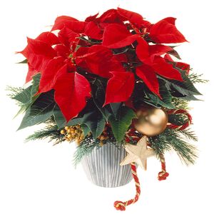 Red Poinsettia Christmas Style